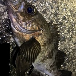 やっと春を告げてくれた